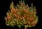 MAI TAI™ Orange Improved Mimulus Spp — design image 1