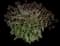 Coneflower — design image 4