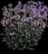 Midnight Masquerade Beardtongue (Penstemon) — design image 2
