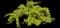 Black Sage — design image 1