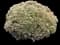 Showy stonecrop — design image 6