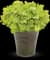 Key Lime Pie Coral Bells — design image 2