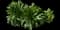 Sorrel — design image 2