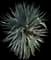 Spanish Dagger Yucca — design image 1