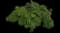 Bronxensis Dwarf Forsythia — design image 2