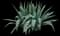 Blue American Agave Plant — design image 8