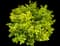 Golden Privet 'Aureum' — design image 10
