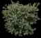 Chilean Myrtle — design image 1