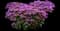 Leading Lady™ Amethyst Bee Balm — design image 2