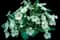 Primrose (Primula) — design image 2