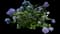 Bigleaf hydrangea — design image 17