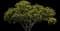 Sea Grape Bush — design image 1