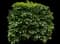 Japanese Laurel — design image 1