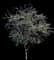 Honeylocust Tree — design image 2