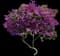 New River Purple Bougainvillea — design image 1