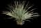 Desert Spoon — design image 17