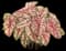 Caladium Plants — design image 4