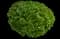 Eastern Snowball Bush — design image 2