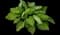 Guacamole Hosta — design image 1