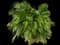 Areca Palm Tree — design image 3