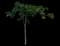 Indian Almond — design image 1