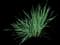Crocosmia — design image 1
