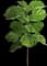 Fiddle-Leaf Fig Tree — design image 6