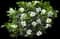 Jubilation™ Gardenia Shrub — design image 2