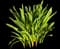 Hyacinth — design image 10
