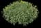 Cosmic Solar Yellow Garden Mum — design image 2