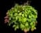 Nandina — design image 7