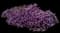 Purple Trailing Lantana — design image 1