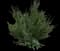 Juniper Bush — design image 3