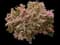Sioux Crape Myrtle — design image 1