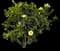 Tropical Hibiscus Tree — design image 7