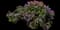 Bloody Crane's-bill — design image 3