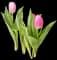 Tulips — design image 5