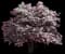 Debutante Camellia — design image 1