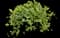 Variegated Vinca Vine — design image 1