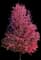 Celebration® Freeman Maple — design image 2