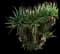 Torch Aloe — design image 4