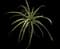 Pinguin Bromelia — design image 2