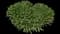 Common Yarrow — design image 2