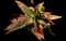 Soap Aloe — design image 11