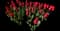 Garden Tulips — design image 18
