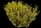 Catalina Island liveforever — design image 1