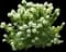 Limelight Panicle Hydrangea — design image 1