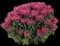 Leading Lady™ Razzberry Bee Balm — design image 1