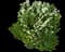 Bridal Wreath Spirea — design image 4
