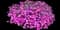 Pink Fire™ Cheddar Pink — design image 2